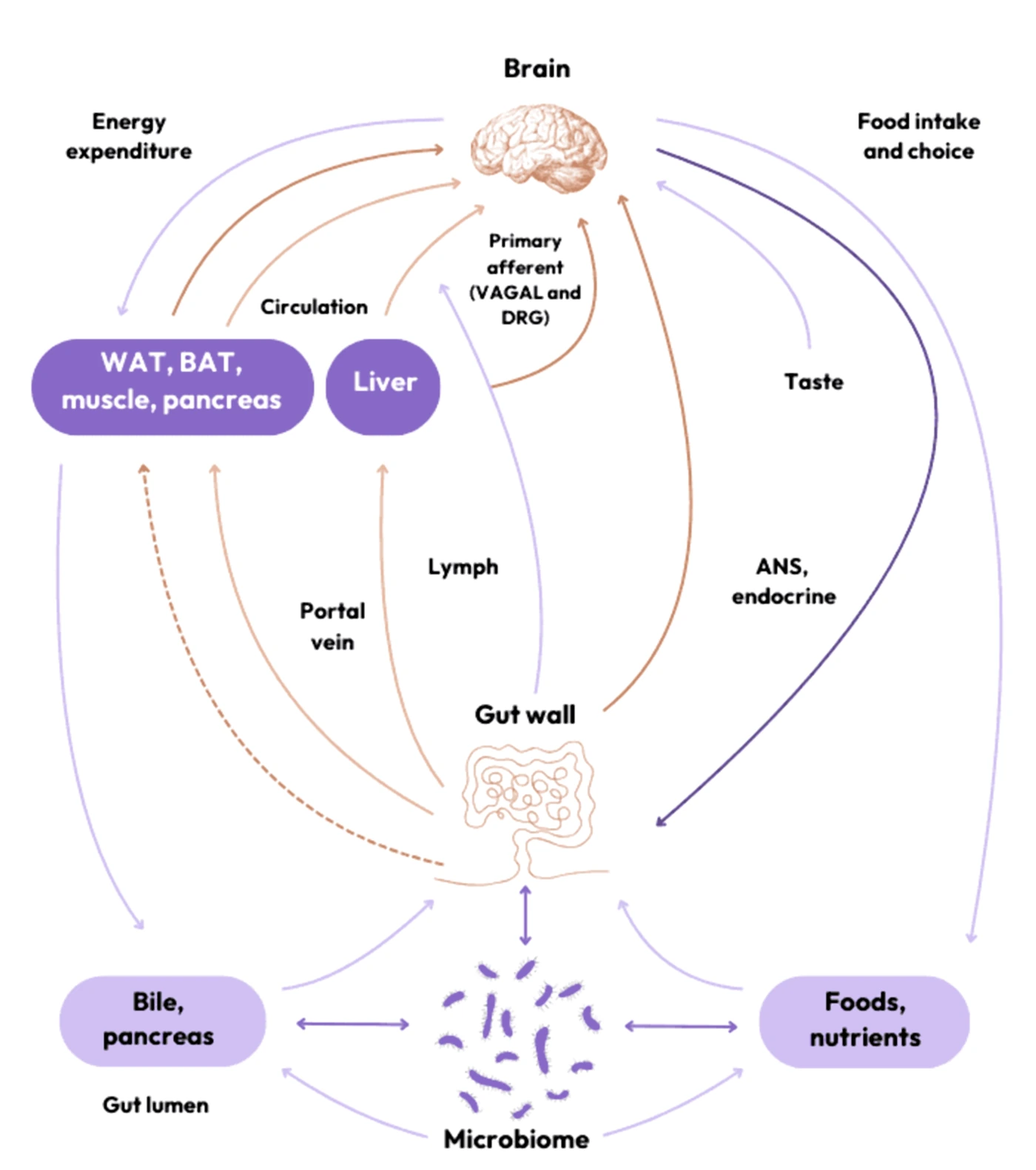 Diagram of the gut-brain axis